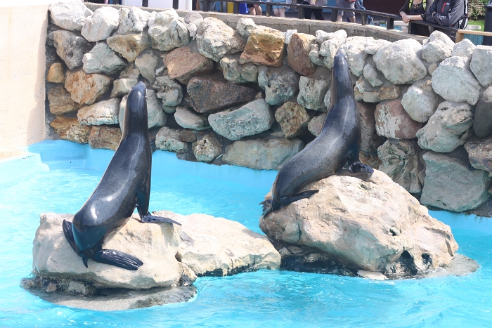 Marineland - Otaries - 007